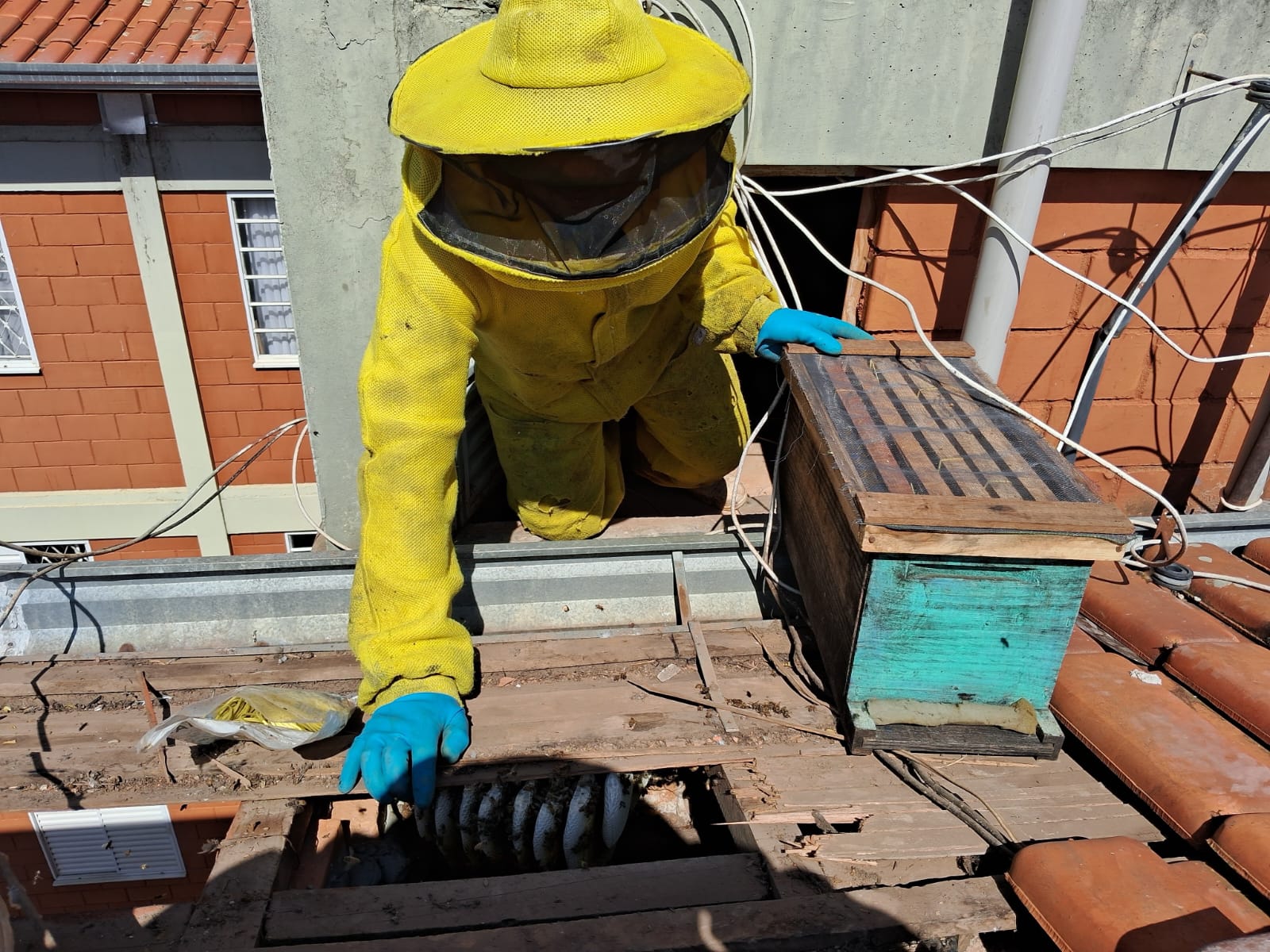 Remoção profissional de abelhas em telhado realizada em Campinas SP pelo Apiário Rainha Nova